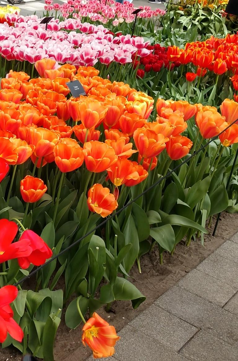 Tulips 3.jpg