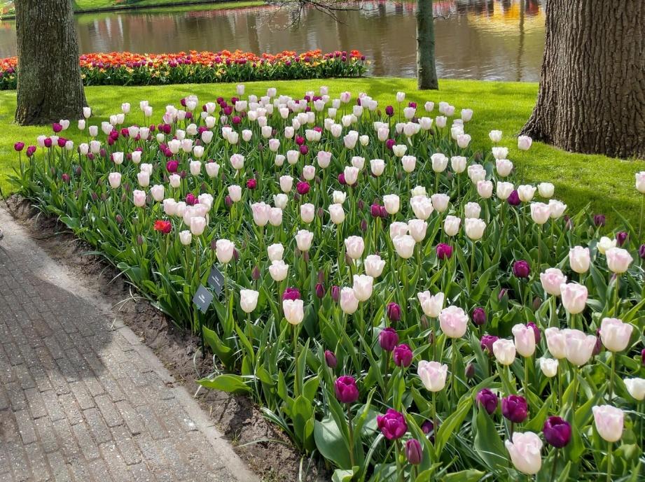 Tulips 6.jpg